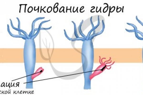 Kraken что это такое