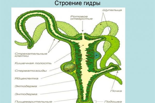 Пользователь не найден при входе на кракен