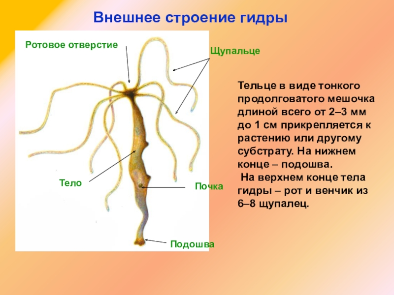 Kraken 13 at сайт